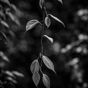 Silence